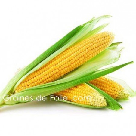 Maïs GOLDEN BATAM BIO graines grains semences certifiée AB