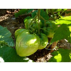 Tomate BIO CUOR DI BUE la vraie coeur de boeuf graines semences certifiées agriculture biologique