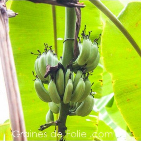 Bananier SAUVAGE - musa acuminata - graines semences seeds