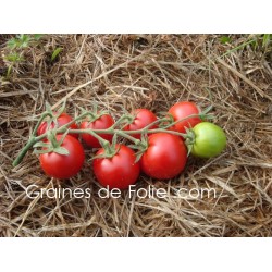 Tomate MATINA BIO semences anciennes graines certifiée agriculture biologique