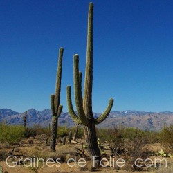 Cactus SAGUARO - semences graines carnegia gigantea seeds