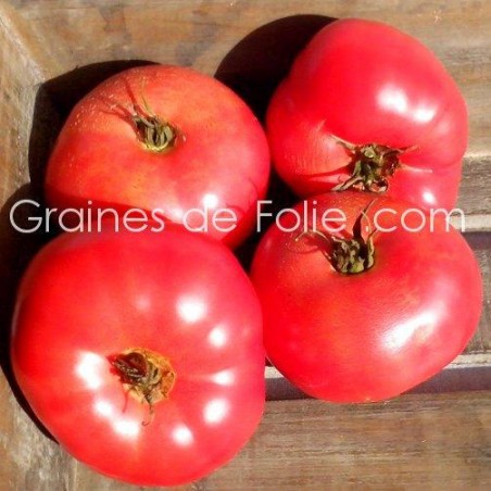 Tomate MORTGAGE LIFTER semences anciennes certifiées BIO