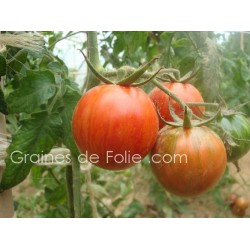 Tomate zébrée RED ZEBRA semences graines tomate anciennes