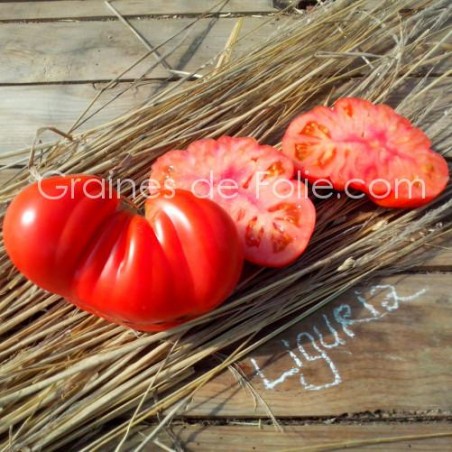 Tomate LIGURIA graines semences bio certifiée agriculture biologique