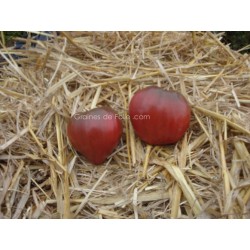 Tomate BRAD'S BLACK HEART graines