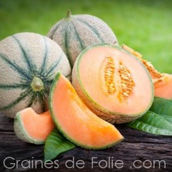 Melon Charentais PRÉCOCE DU ROC graines semences oubliées