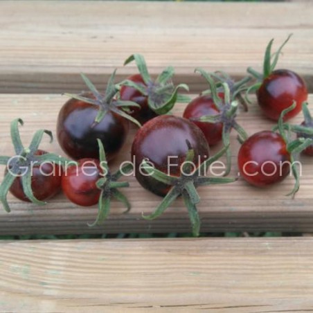Tomate OSU BLUE Bio graines semences non-hybride f1