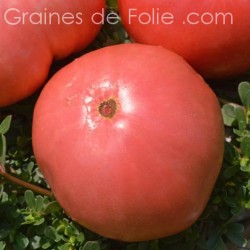 Tomate RUSSE ROSE BIO graines semences