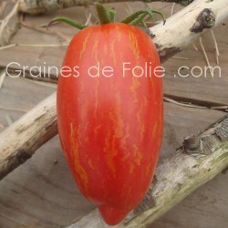 Tomate ROMA ZÉBRÉE semences graines bio speckled roman strieped