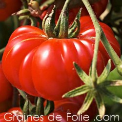 Tomate COSTULOTO GENOVESE semences graines bio