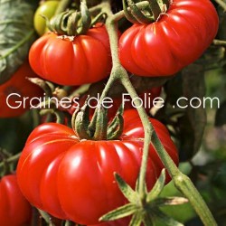 Tomate COSTULOTO GENOVESE semences graines bio