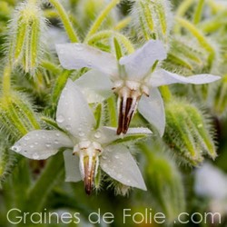BOURRACHE à fleurs blanches semences graines borago white alba seeds borage