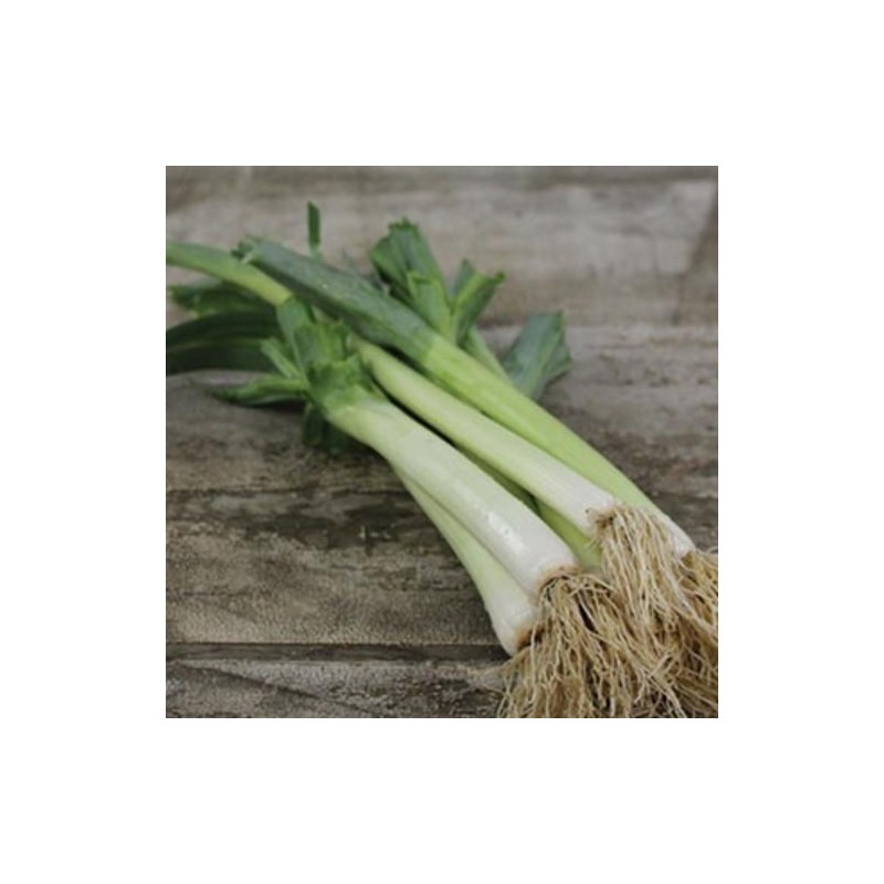 Graines de Poireau GÉANT DE BULGARIE Semences reproductibles