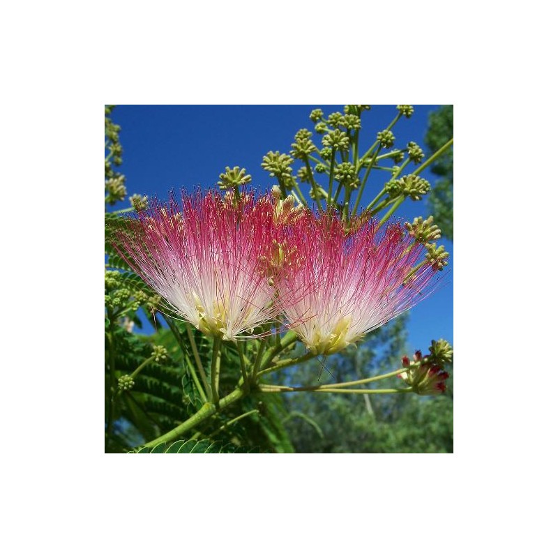 25 Graines - Albizia Julibrissin - Arbre à Soie - Acacia De Constantinople - NT - Foto 8
