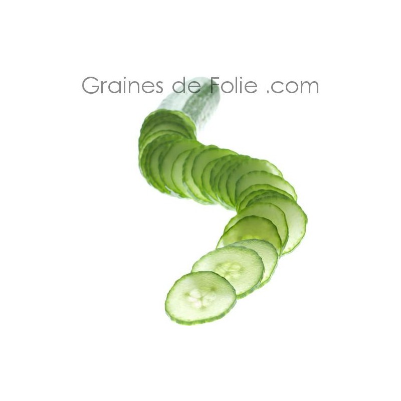 25 Graines Concombre Telegraph Improved - Légume Croquant Pour Salade, Facile à Cultiver