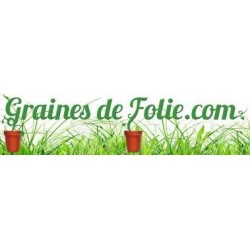 Aubergine VIOLETTE DE FLORENCE graines semences variété italienne