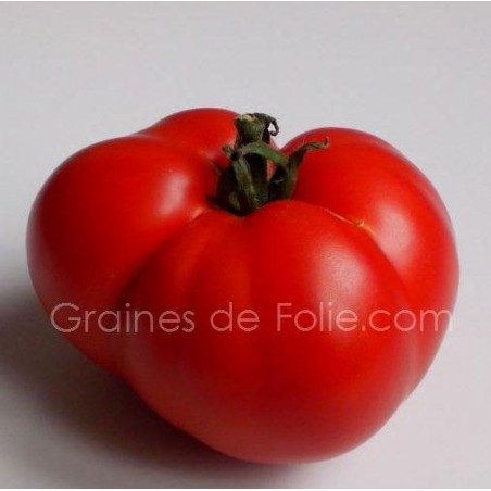 Bio Tomate MARMANDE graines certifiée agriculture biologique