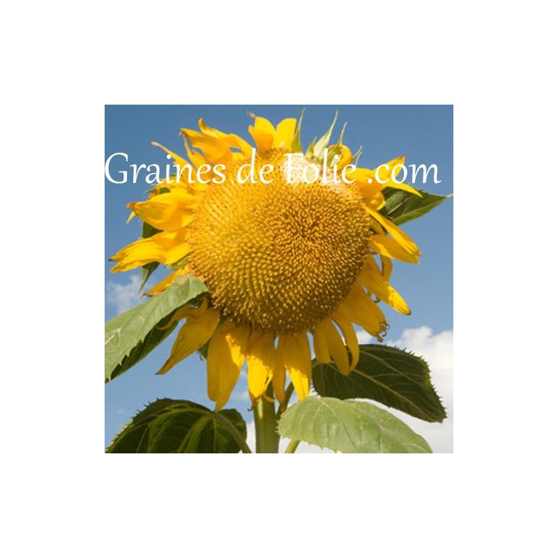 Tournesol Géant Martini 50 Graines - Jusqu'à 5m + Guide De Culture