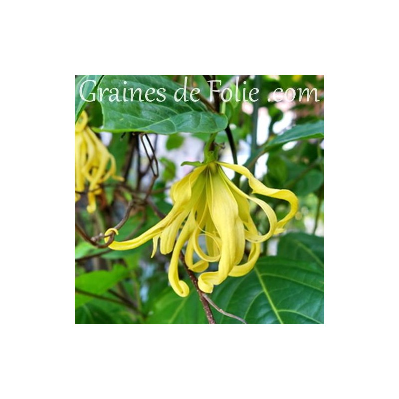 20 Graines De Fleur D'ylang-ylang Jaune - À Semer - Parfum Célèbre