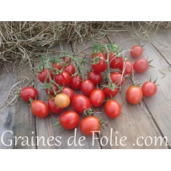 Tomate PRINCIPE BORGHESE graines semences certifiées bio