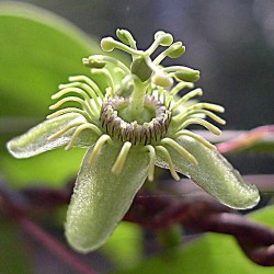Passiflore GRAIN d' ENCRE Passiflora suberosa graines semences seeds
