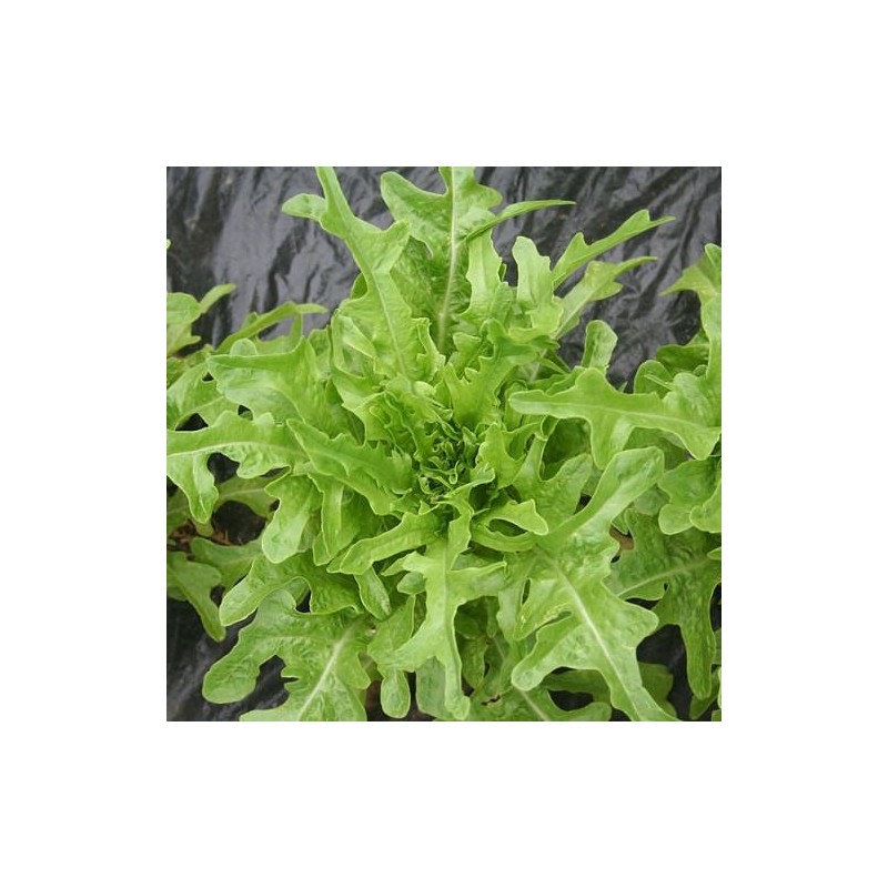 Graines Roquette Sauvage Germisem - Goût Fort Salades, Culture Facile Pot Jardin