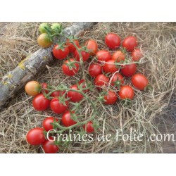 Bio Tomate PRINCIPE BORGHESE graines semences