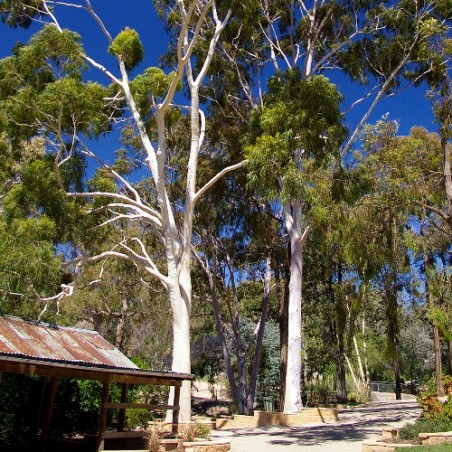 Eucalyptus CITRON  Corymbia Citriodora graines semences seeds samen
