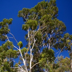 Eucalyptus CITRON  Corymbia Citriodora graines semences seeds samen