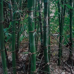 Bambou bambusa tulda graines seeds