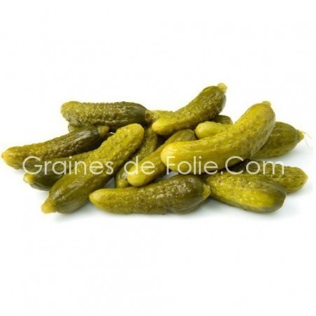 Cornichon petit vert de Paris graines semences BIO AB