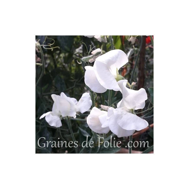 Graines de Pois de Senteur ROYAL BLANC — free download