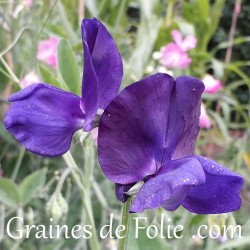 Pois de senteur BLEU ROYAL fleur graines blue