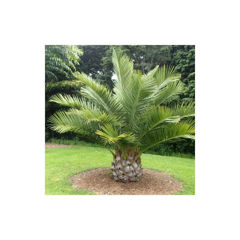 graines-de-cocotier-du-chili-palmier-jubaea-chilensis