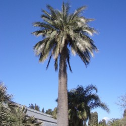 Palmier Cocotier du Chili Jubaea chilensis graines seeds