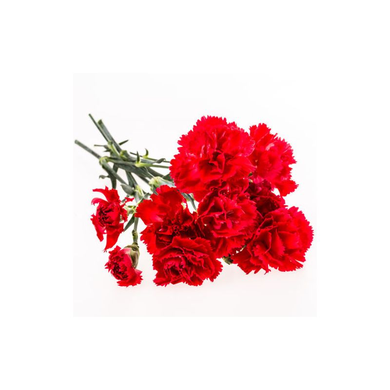 Cube brillant triple pot de fleur multicolore Rouge écarlate très lumineux