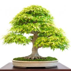ERABLE DU JAPON acer palmatum graines semences seeds bonsai