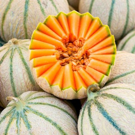 Sachet graines Melon Charentais BIO Vilmorin 