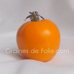 Bio Tomate orange VALENCIA graines semences certifiée BIO