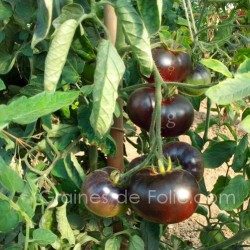 Tomate INDIGO APPLE graines semences certifiées BIO