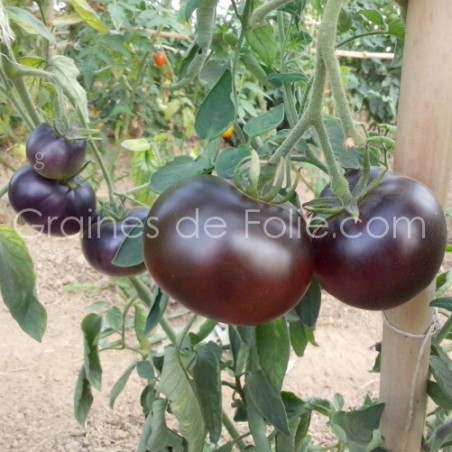 Tomate INDIGO APPLE graines semences certifiées BIO