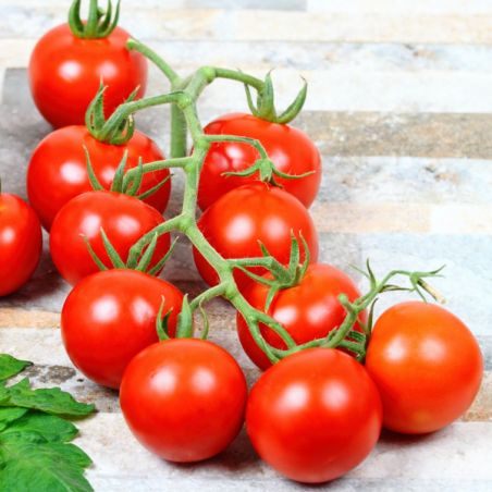 Bio Tomate CERISE ROUGE