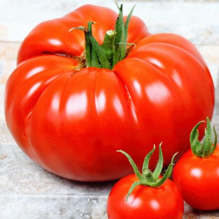 Tomate BEEFSTEAK graines semences non traitées