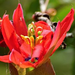 Passiflore Passiflora manicata wikimedia-Alejandro Bayer Tamayo seeds samen semilla semi zaden