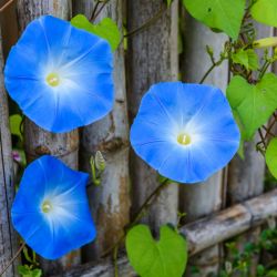 Ipomoea Heavenly blue graines fleurs semences