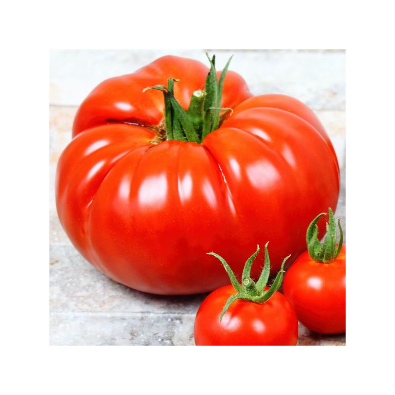 Tomate Italienne (type Beefsteak) Bio - La Boîte à Graines
