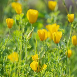 Pavot de Californie Jaune Eschscholzia Californica graines fleurs culture fleuries facile
