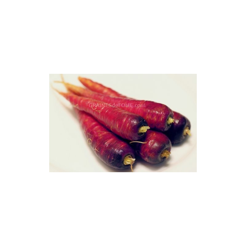 Nos graines potagères de carotte Rouge Sang bio - La Bonne Graine