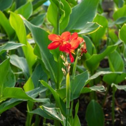Canna des Indes Canna indica graines semences seeds plantes ornementale