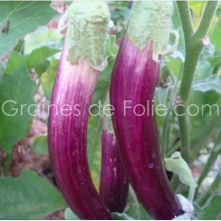 Aubergine violette longue allongée pour climat frais graines semences